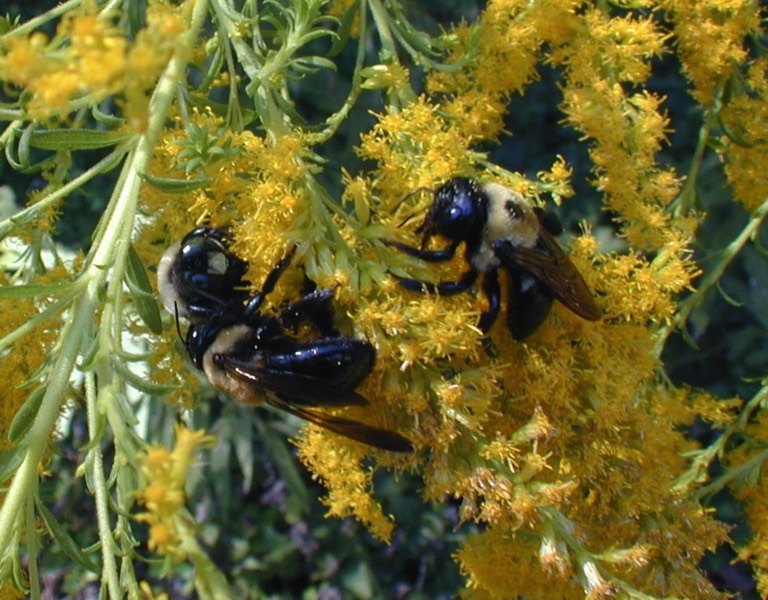 Pollinators Beneficial insects sustainable native plants 
